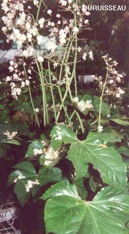 B. ‘Maximilian’